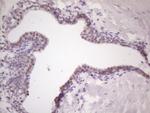 MKX Antibody in Immunohistochemistry (Paraffin) (IHC (P))