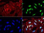 MLH1 Antibody in Immunocytochemistry (ICC/IF)