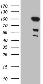 MLH1 Antibody in Western Blot (WB)