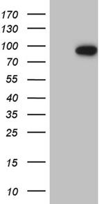 MLH1 Antibody in Western Blot (WB)