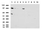 MLH1 Antibody in Western Blot (WB)