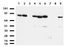 MLH1 Antibody in Western Blot (WB)