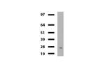 MLH1 Antibody in Western Blot (WB)