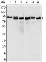 MLH1 Antibody in Western Blot (WB)