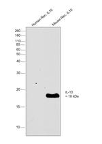 IL-10 Antibody in Western Blot (WB)