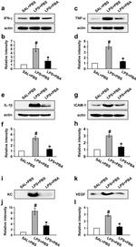 IL-1 beta Antibody in Western Blot (WB)