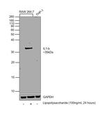 IL-1 beta Antibody