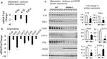 IFN gamma Antibody in Western Blot (WB)