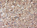 MMAB Antibody in Immunohistochemistry (Paraffin) (IHC (P))