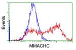 MMACHC Antibody in Flow Cytometry (Flow)