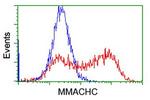 MMACHC Antibody in Flow Cytometry (Flow)