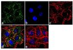 MCP-1 Antibody in Immunocytochemistry (ICC/IF)