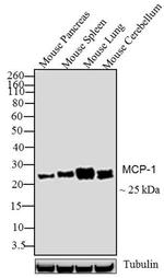 MCP-1 Antibody in Western Blot (WB)