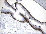 MME Antibody in Immunohistochemistry (Paraffin) (IHC (P))