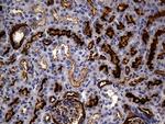 MME Antibody in Immunohistochemistry (Paraffin) (IHC (P))