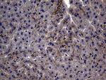 MME Antibody in Immunohistochemistry (Paraffin) (IHC (P))