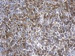 MME Antibody in Immunohistochemistry (Paraffin) (IHC (P))