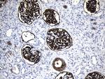 MME Antibody in Immunohistochemistry (Paraffin) (IHC (P))