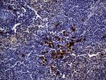 MME Antibody in Immunohistochemistry (Paraffin) (IHC (P))