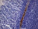 MME Antibody in Immunohistochemistry (Paraffin) (IHC (P))