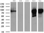 MME Antibody in Western Blot (WB)