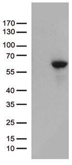 MMP11 Antibody in Western Blot (WB)