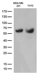 MMP11 Antibody in Western Blot (WB)