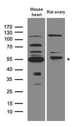 MMP11 Antibody in Western Blot (WB)