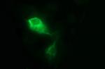 MMP13 Antibody in Immunocytochemistry (ICC/IF)