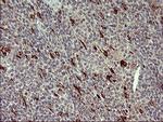 MMP13 Antibody in Immunohistochemistry (Paraffin) (IHC (P))