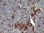 MMP13 Antibody in Immunohistochemistry (Paraffin) (IHC (P))