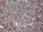 MMP13 Antibody in Immunohistochemistry (Paraffin) (IHC (P))