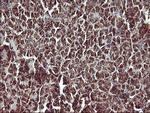 MMP13 Antibody in Immunohistochemistry (Paraffin) (IHC (P))