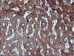 MMP13 Antibody in Immunohistochemistry (Paraffin) (IHC (P))