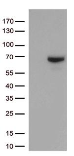 MMP2 Antibody in Western Blot (WB)