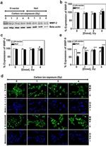 MMP2 Antibody in Western Blot (WB)