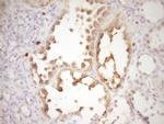 MMP3 Antibody in Immunohistochemistry (Paraffin) (IHC (P))