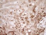 MMP3 Antibody in Immunohistochemistry (Paraffin) (IHC (P))