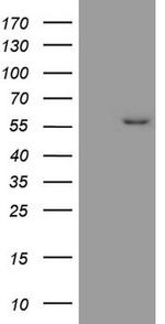 MMP3 Antibody in Western Blot (WB)