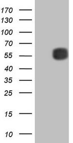 MMP3 Antibody in Western Blot (WB)