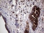 MMP7 Antibody in Immunohistochemistry (Paraffin) (IHC (P))