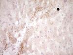 MMP7 Antibody in Immunohistochemistry (Paraffin) (IHC (P))