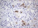 MMP7 Antibody in Immunohistochemistry (Paraffin) (IHC (P))