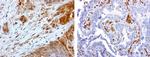 MMP7 Antibody in Immunohistochemistry (Paraffin) (IHC (P))