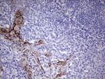 MMP7 Antibody in Immunohistochemistry (Paraffin) (IHC (P))