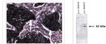 MMP9 Antibody in Immunohistochemistry (Paraffin) (IHC (P))