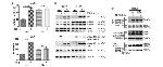 Phospho-SMAD3 (Ser213) Antibody in Western Blot (WB)