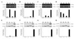 Claudin 1 Antibody in Western Blot (WB)