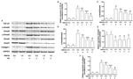 SMAD7 Antibody in Western Blot (WB)