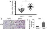 Phospho-ATM (Ser1981) Antibody in Immunohistochemistry (Paraffin) (IHC (P))